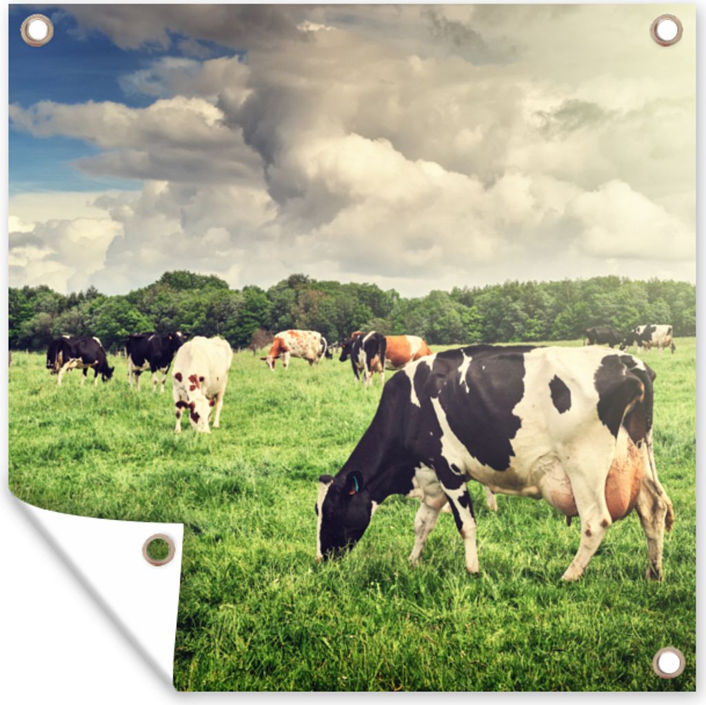 MuchoWow 50x50 cm Outdoor-Poster Gartendeko Sichtschutz Garten Poster für den Garten Kühe - Weide - Natur - Tiere - Landschaft