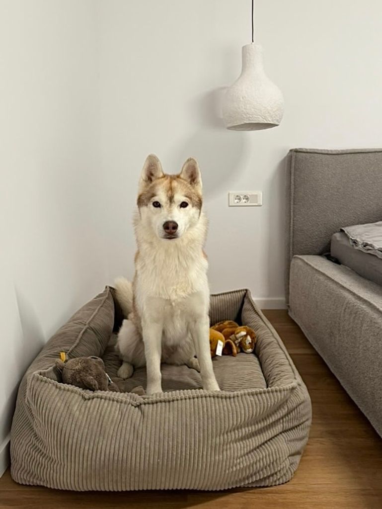 Hundebett Für Große & Mittlere Hunde, 80 Cm, Flauschiges Baumwoll-Sofa Mit Orthopädischer Füllung – Waschbar, Wärmend & Angstlösend (Farbe: Khaki)