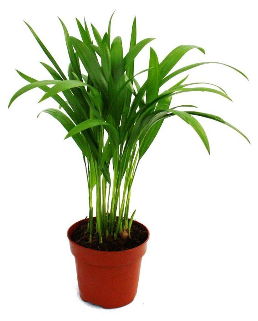 Areca - Chrysalidocarpus lutescens - Goldfruchtpalme im Produktbild 