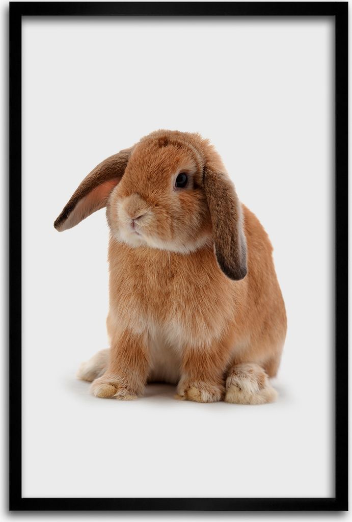 Bild - Bilderrahmen - 40 cm x 60 cm - MDF - Rahmen - Wandkunst - Kaninchen