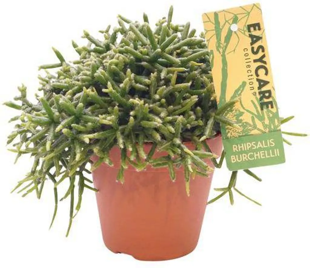 Cactus corail Rhipsalis facile d'entretien - Plante tombante exotique