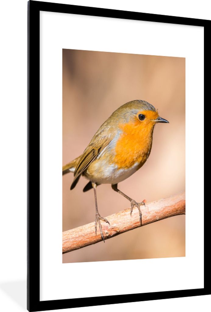 MuchoWow Gerahmtes Poster Vogel - Zweig - Rotkehlchen 60x90 cm - Poster mit Schwarzem Bilderrahmen Wandposter Rahmen Foto Bilder - Dekoration - W...