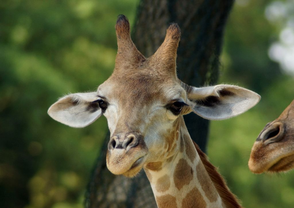 hansepuzzle 75130 - Giraffe Puzzle, 260 Teile, Tierwelt, 41,0 x 28,0cm mit hochwertiger Aufbewahrung, Kartonbox und wiederverschließbarem Beutel