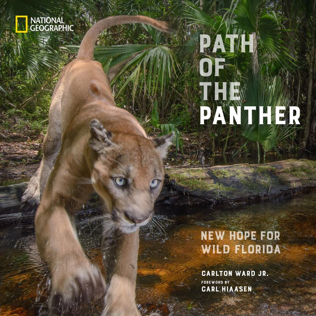 Der Pfad des Panthers