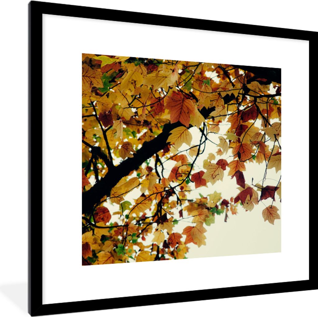 MuchoWow Gerahmtes Poster Bäume - Herbstblätter - Natur 40x40 cm - Poster mit Schwarzem Bilderrahmen Wandposter Rahmen Foto Bilder - Poster - P...