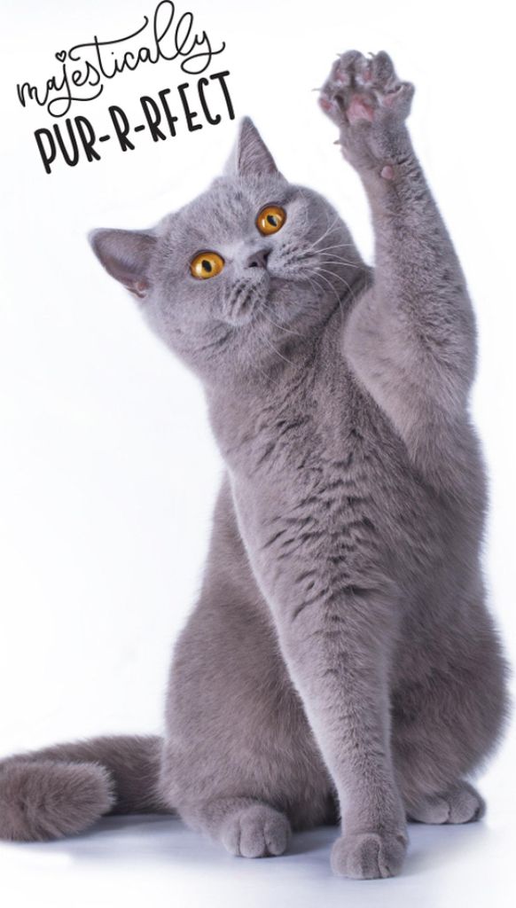 Frotteehandtuch Seine Hoheit die Katze
