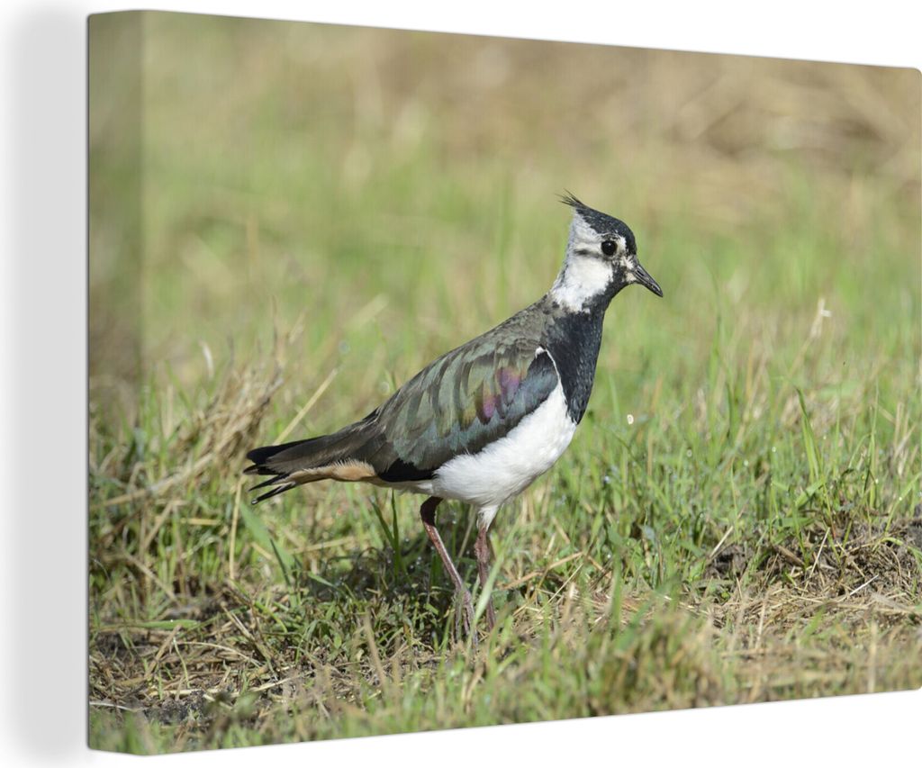 OneMillionCanvasses - Leinwandbilder - 140x90 cm, Kiebitz auf einer Wiese, Wandbilder Kunstdruck Wanddekoration - Foto auf Leinwand - Gemälde au...