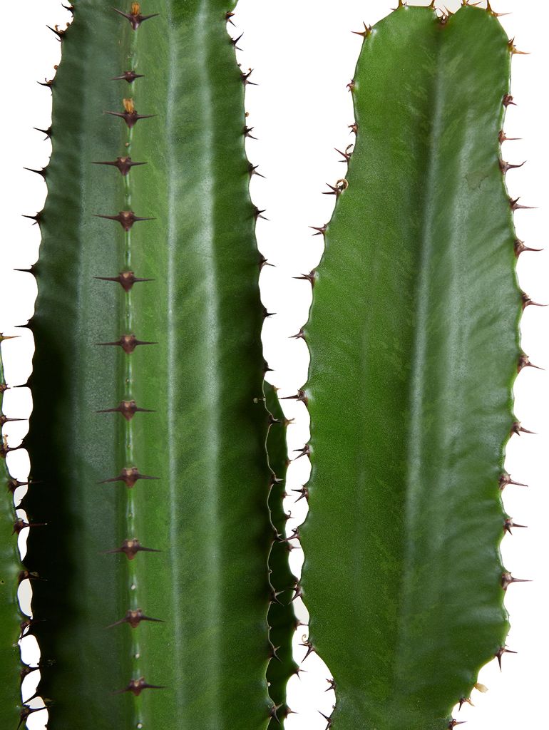 Bloomique Cowboy Kaktus 80-100cm | Euphorbia Acrurensis