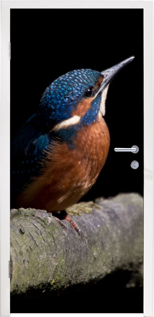 MuchoWow Türtapete Selbstklebende Türfolie Eisvogel - Zweig - Federn - Schwarz 85x215 cm Türposter Türaufkleber Klebefolie Türklebefolie - A...