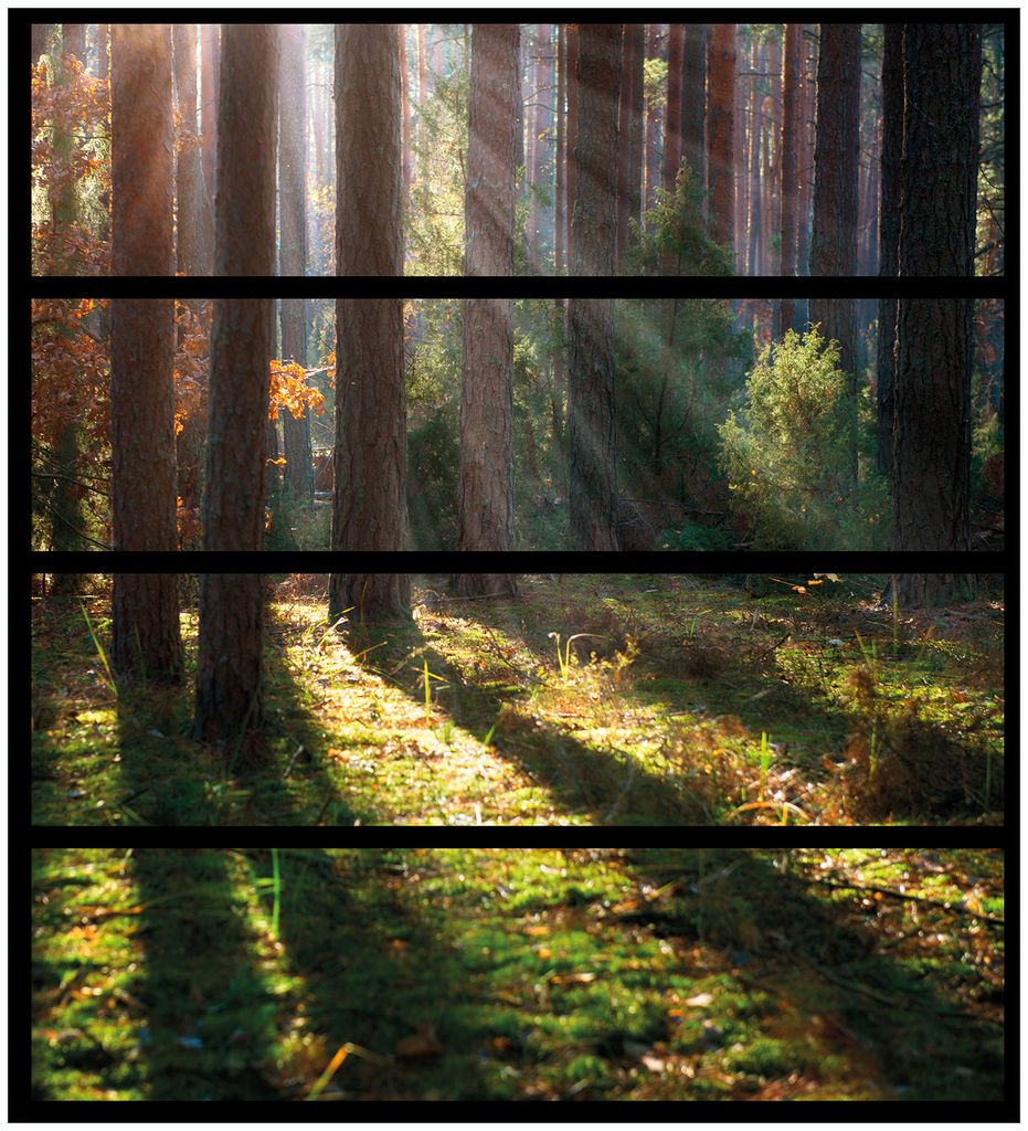 Wallario Möbelfolie / Aufkleber, geeignet für Ikea Malm Kommode mit 4 Schubfächern - Sonnenstrahlen im Herbstwald