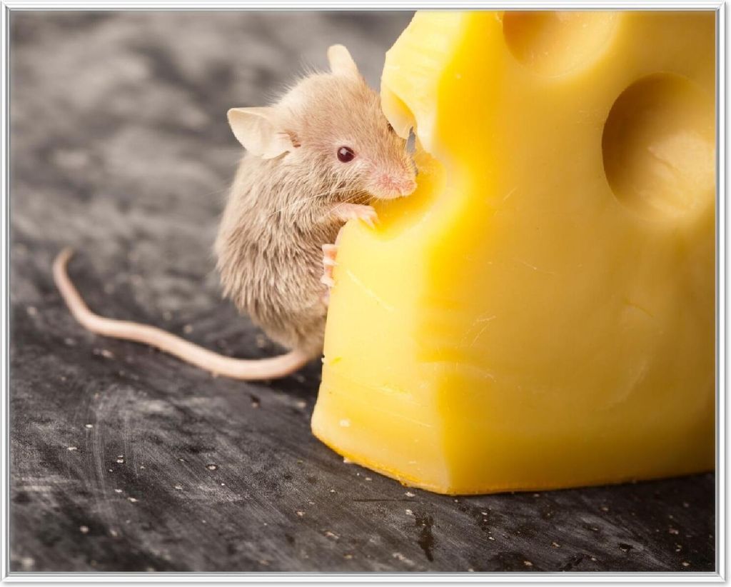 Wallario Wandbild Süße Maus knabbert an einem Käse in der Küche, Größe: 40,30 x 50,30 cm, Poster mit weißem Aluminiumrahmen