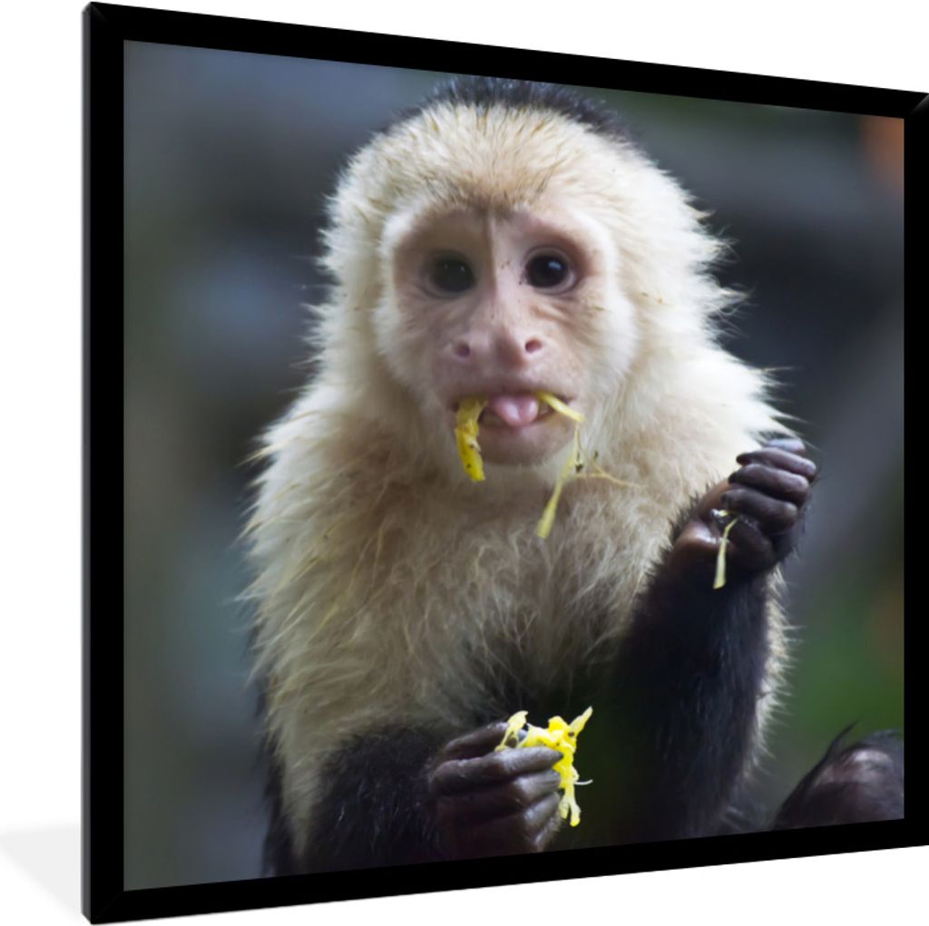 MuchoWow MuchoWow Gerahmtes Poster Fruchtfressendes Kapuzineräffchen in Costa Rica 40x40 cm - Poster mit zchwarzem Bilderrahmen - Mit Rahmen -...