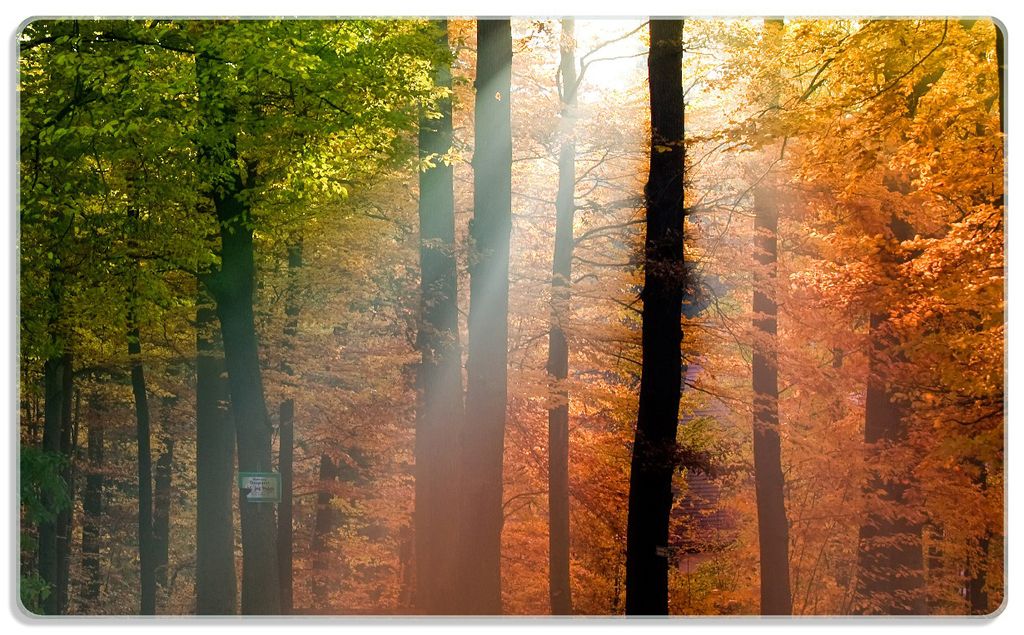 Wallario Frühstücksbrettchen aus Glas, je 14 x 23 cm, mit rutschfesten Füßen, Motiv Sonnenuntergang im Herbstwald