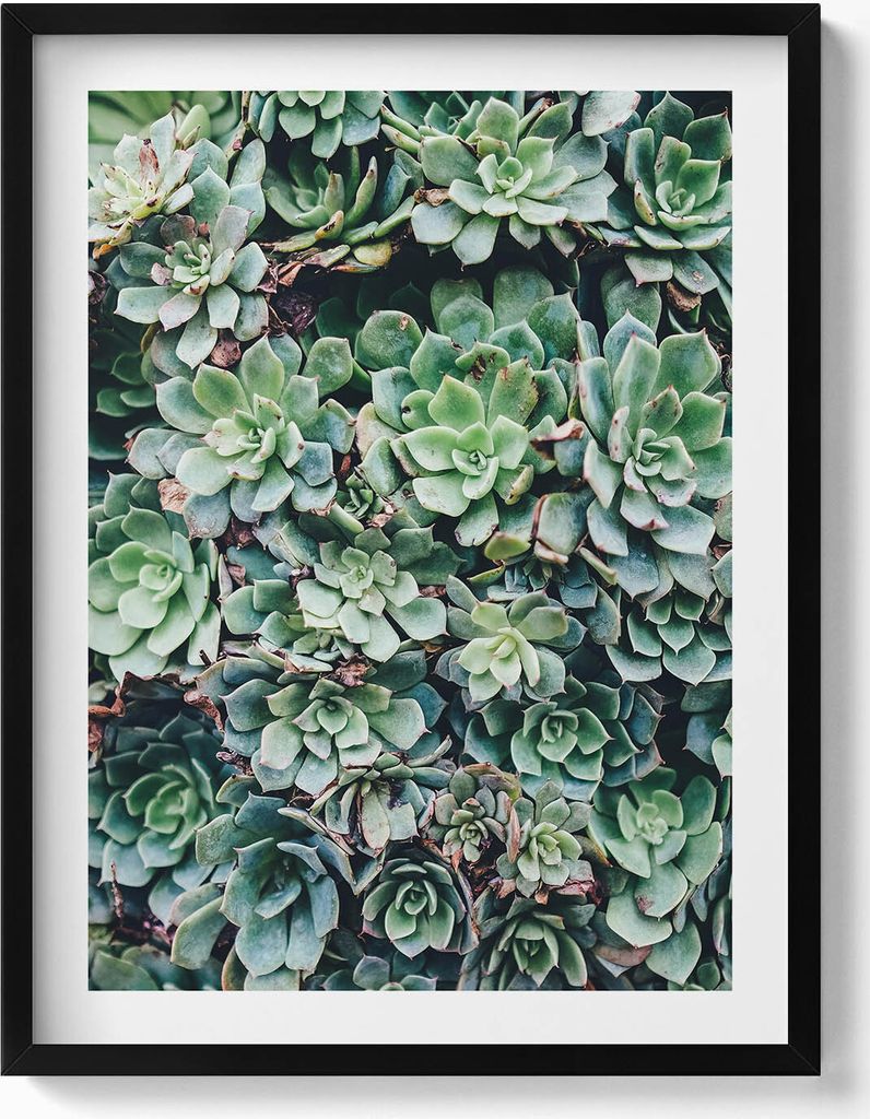 Grüne sukkulente Pflanzen– Wandbild mit Rahmen – Gerahmtes Bild – Wanddekoration – 60x80 cm – Schwarz Rahmen