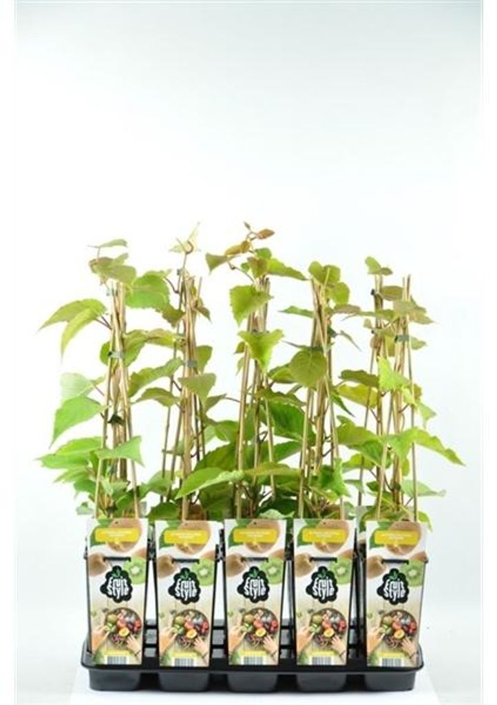 Kiwi 'Hayward' 70 cm - Actinidia deliciosa Hayward - Produktbild 