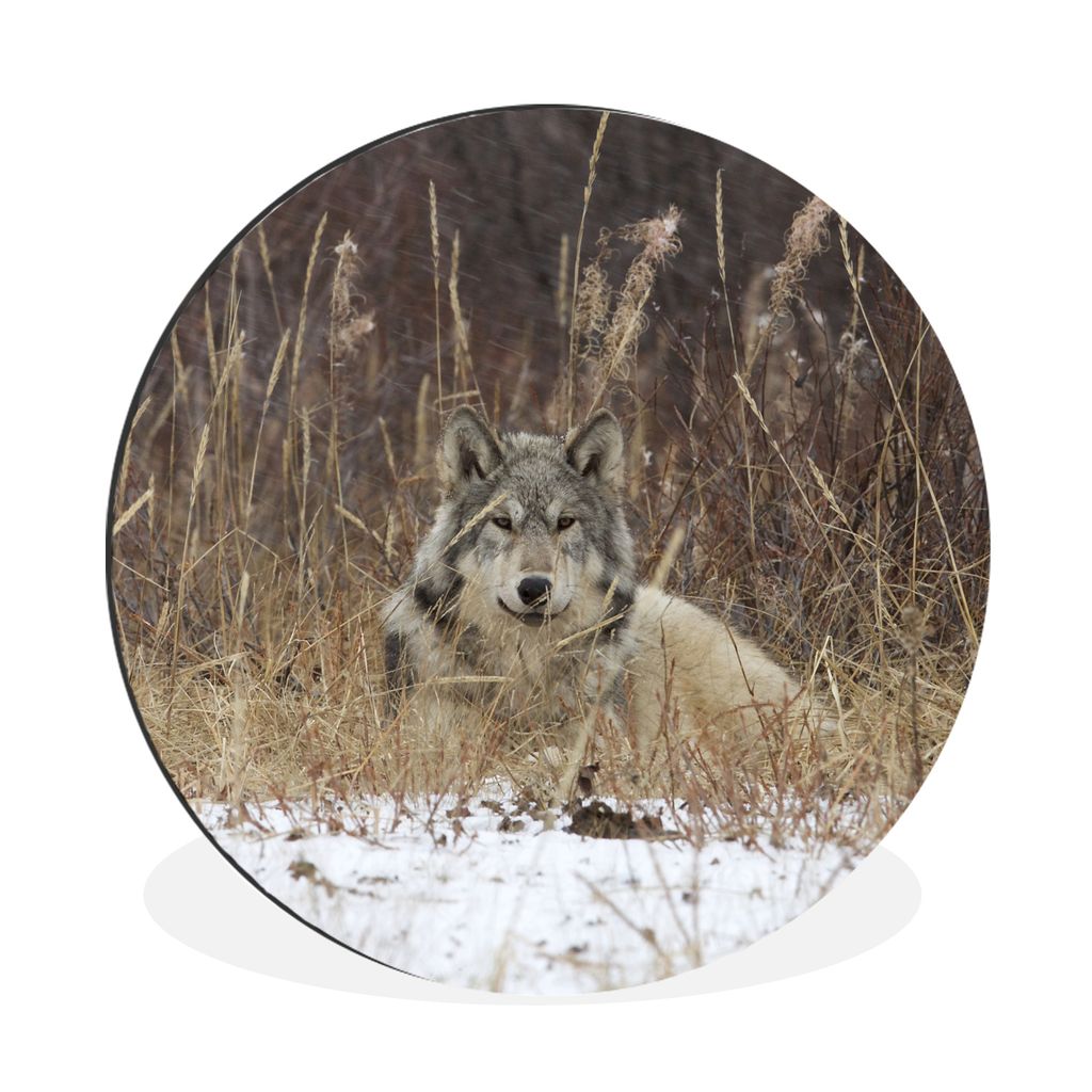 MuchoWow Aluminium Wandkreis Wolf auf einer Tundra Ø 90 cm Wanddeko Modern Wohnzimmer - Mauerkreis - Wandbilder - Runde Bild - Bild aus Aluminiu...