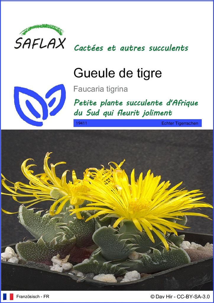 SAFLAX  - Gueule de tigre - 40 graines - Faucaria Image du produit 