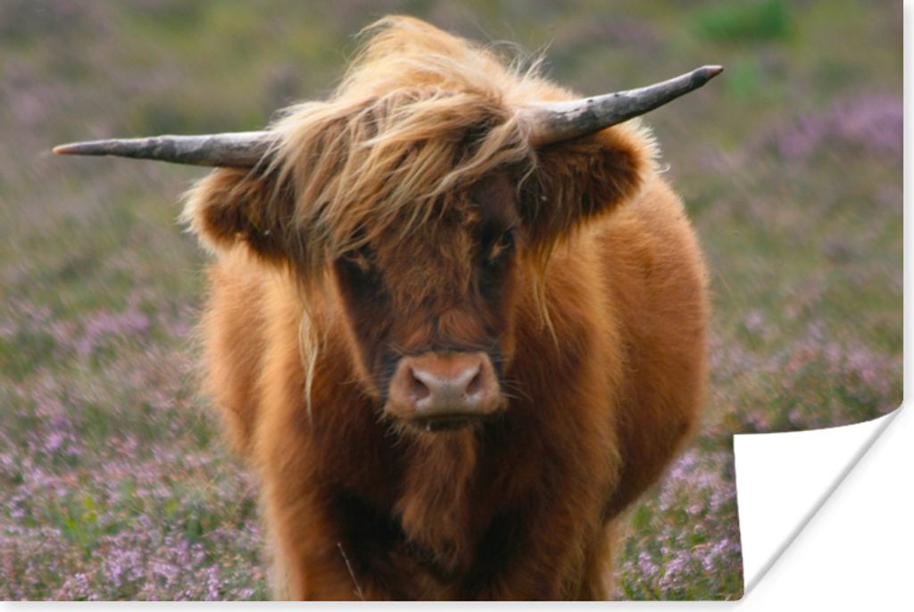 MuchoWow Poster Schottische Hochlandbewohner - Heidelandschaft - Tiere 90x60 cm - Schlafzimmer