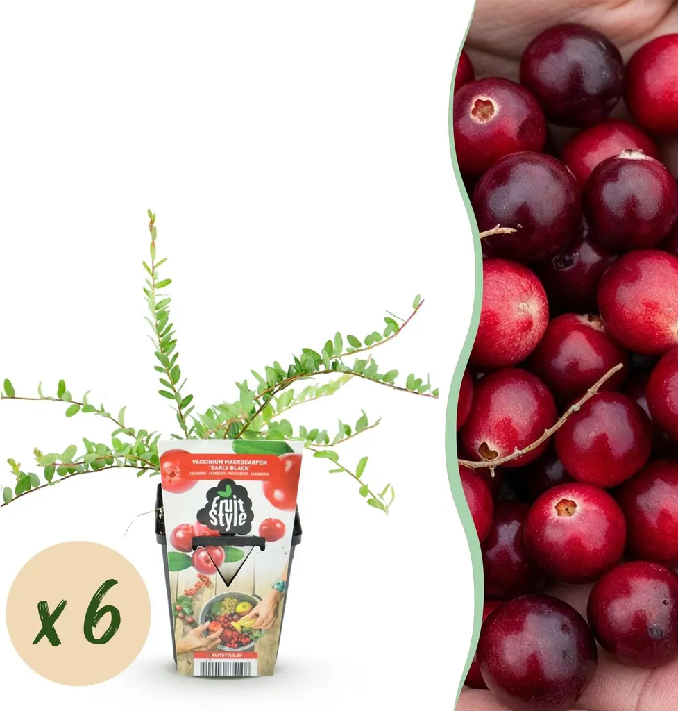 6 Plants de Myrtilles Vaccinium Macrophylla Early Black de 35 cm