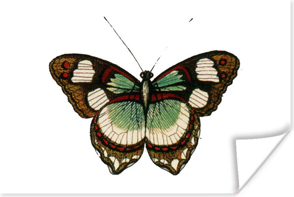 MuchoWow Poster Schmetterling - Braun - Grün 30x20 cm - Plakate - Print