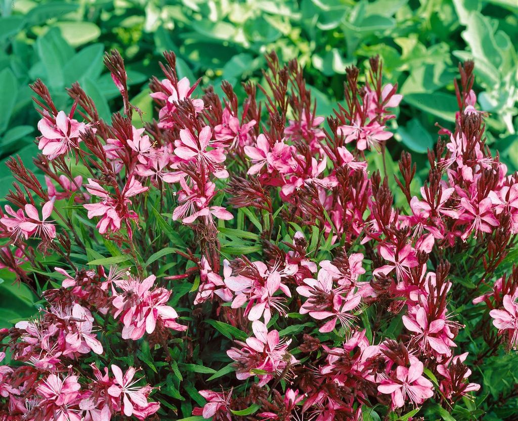 Gaura lindheimerii 'Cherry Brandy', Prachtkerze, rosa, ca. 11x11 cm Topf