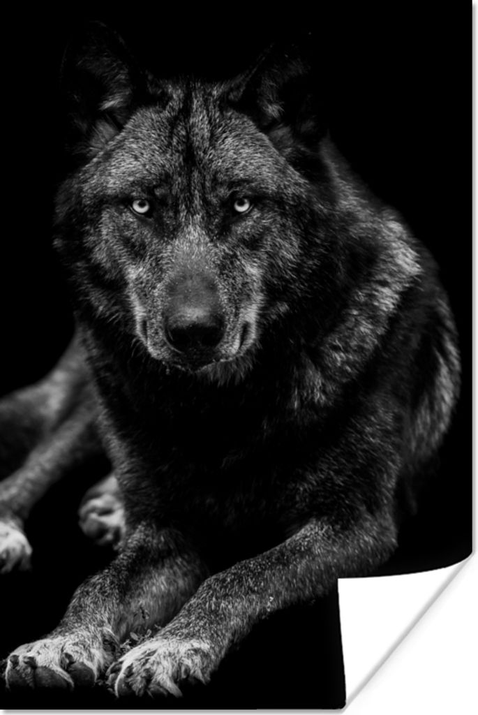 MuchoWow Poster Tiere - Wolf - Schwarz - Weiß - Porträt 80x120 cm - Papierdruck