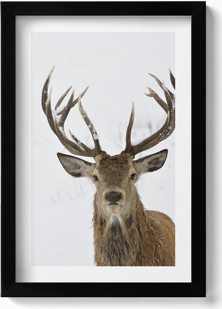 Ein stattliches Tier, ein Hirsch– Wandbild mit Rahmen – Gerahmtes Bild – Wanddekoration – 20x30 cm – Schwarz