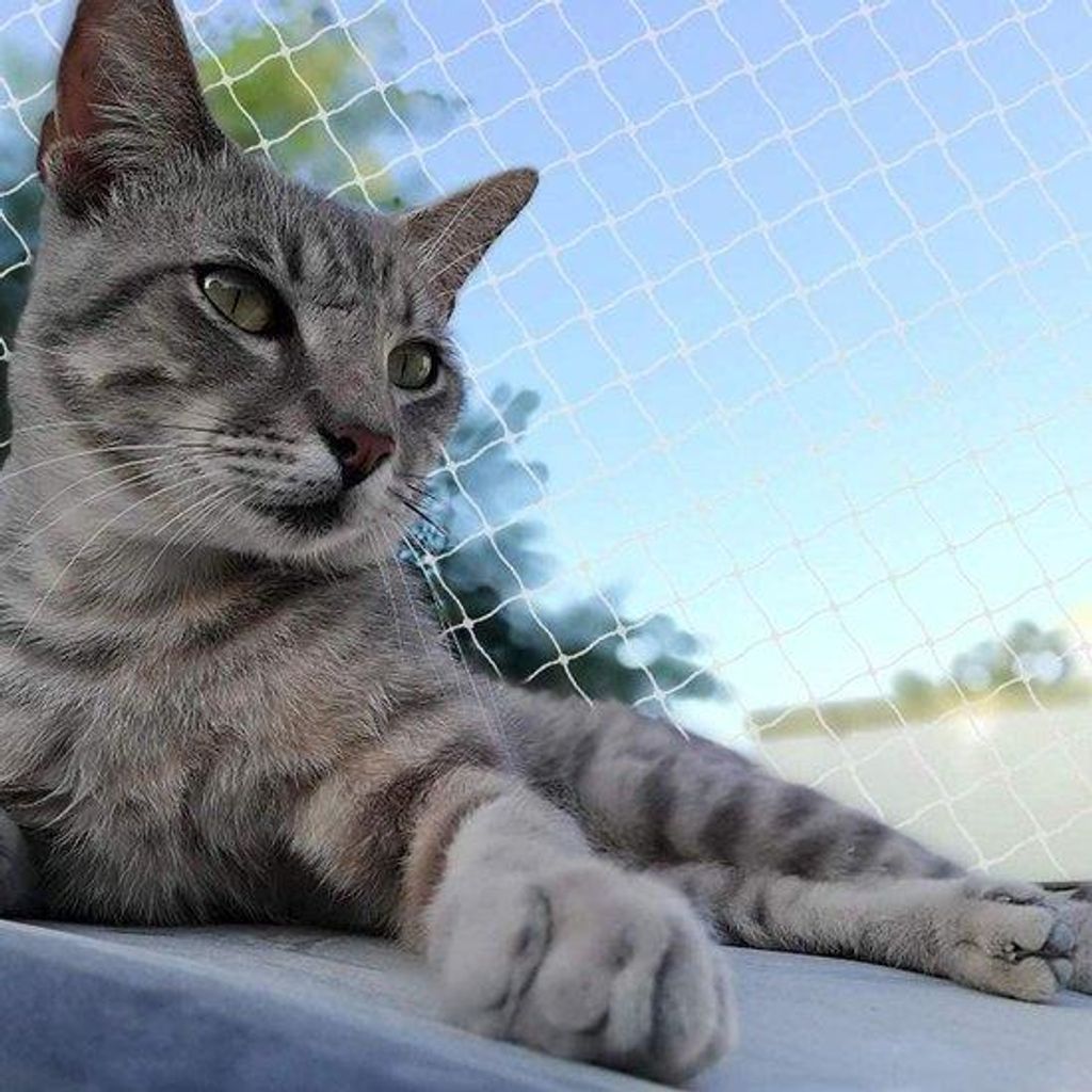 Balcnetz für Katzen - Durchsichtig - UV- und Wetterschutz - 3x5m - Katensicherheitsgitter für Hunde und Katzen