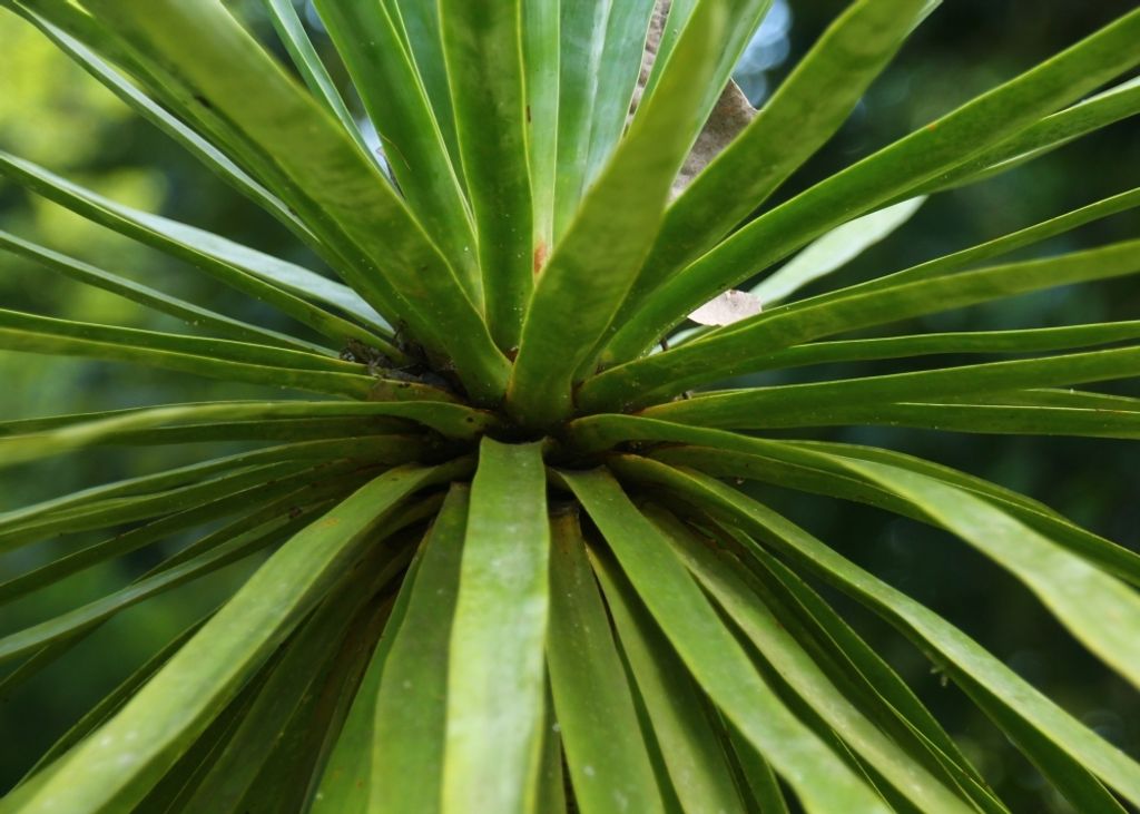SAFLAX - Drachenbaum - Dracaena Draco - 5 Samen - Mit