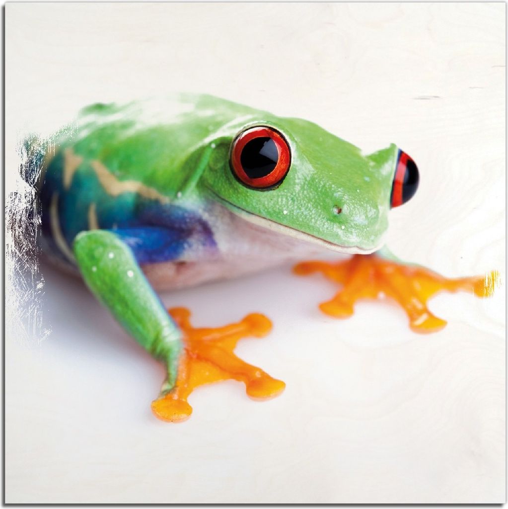 Kunstdrucke Wandbilder Holz in : Brillante Farben, Größe 50 x 50 cm Motiv Lustiger Frosch in grün und orange