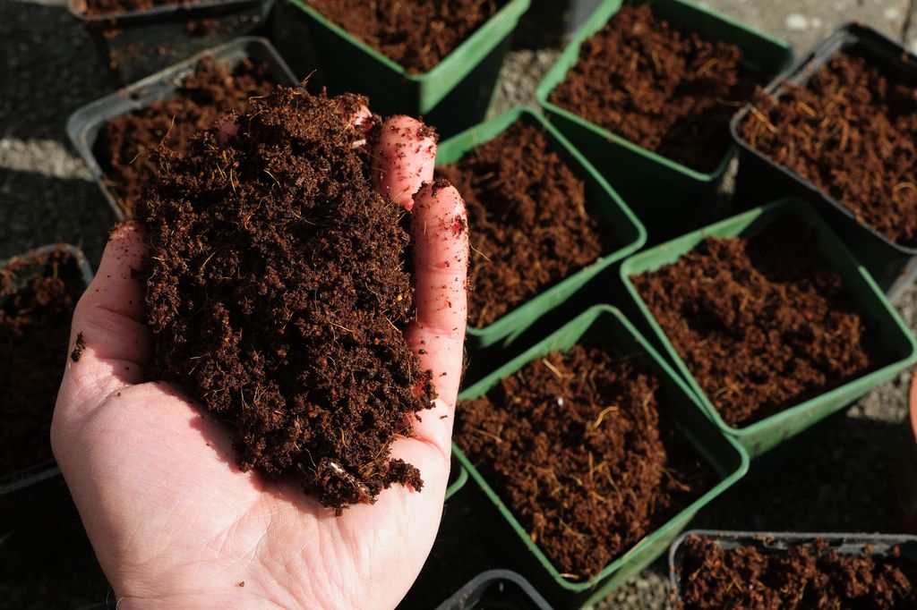 Zemina pro juky a dracény 5l - Biovita Obrázek produktu 17