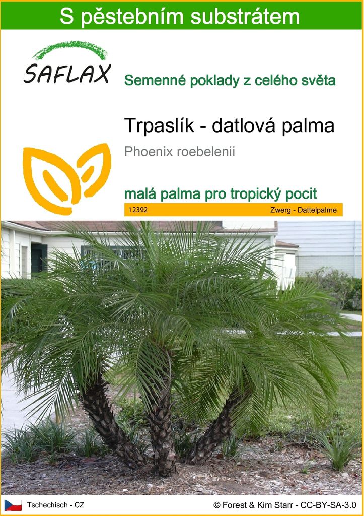 SAFLAX - Trpaslík - datlová palma - Phoenix roebelenii - 25 Obrázek produktu 