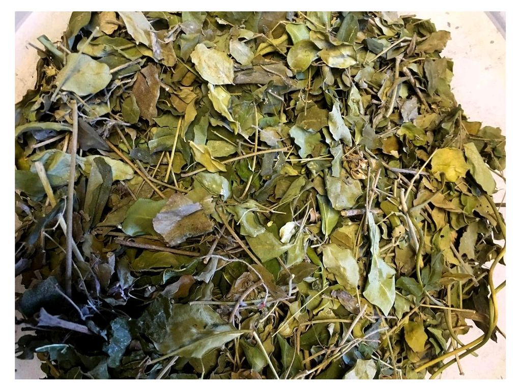 Moringa Blätter - Reine Vitamine und Nährstoffe - Futter für Garnelen, Krabben und Krebse