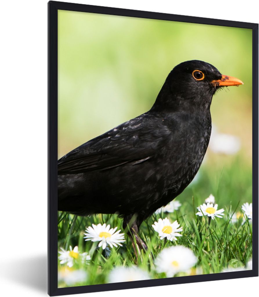 MuchoWow Gerahmtes Poster Vogel - Amsel - Blumen 60x80 cm - Poster mit Schwarzem Bilderrahmen Wandposter Rahmen Foto Bilder - Premium - Wanddeko ...