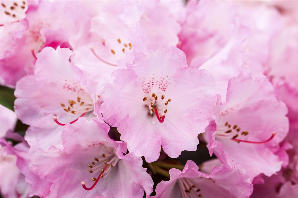 Rhododendron yak.'Heinje's Zauberflöte', rosa Blüten, 80 cm Stammhöhe