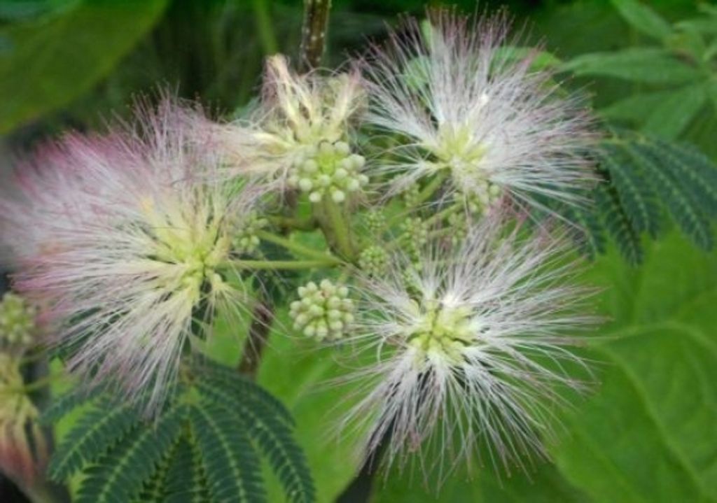 Albizia julibrissin - Seidenbaum-Seidenakazie