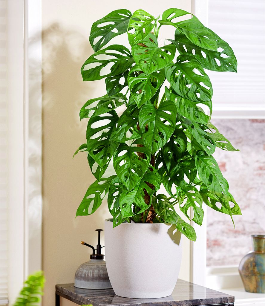 BALDUR Garten 1x Monstera Monkey Leaf, Pflanze im 12