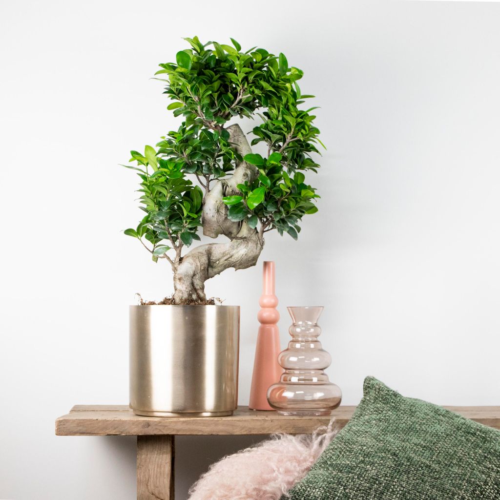 bonsai ivy ENGLISH IVY (INFORMAL) – MiniGardens Bonsai NZ main image 1