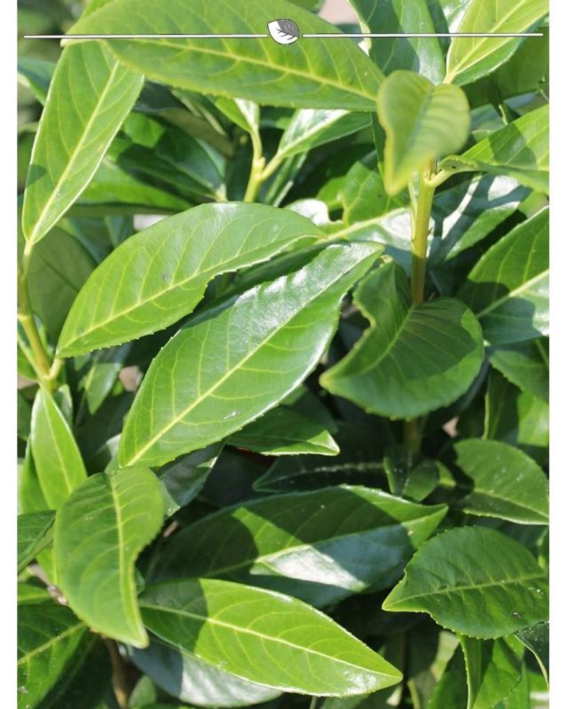 Kirschlorbeer Prunus Genolia 100-120 cm, 12x Heckenpflanze
