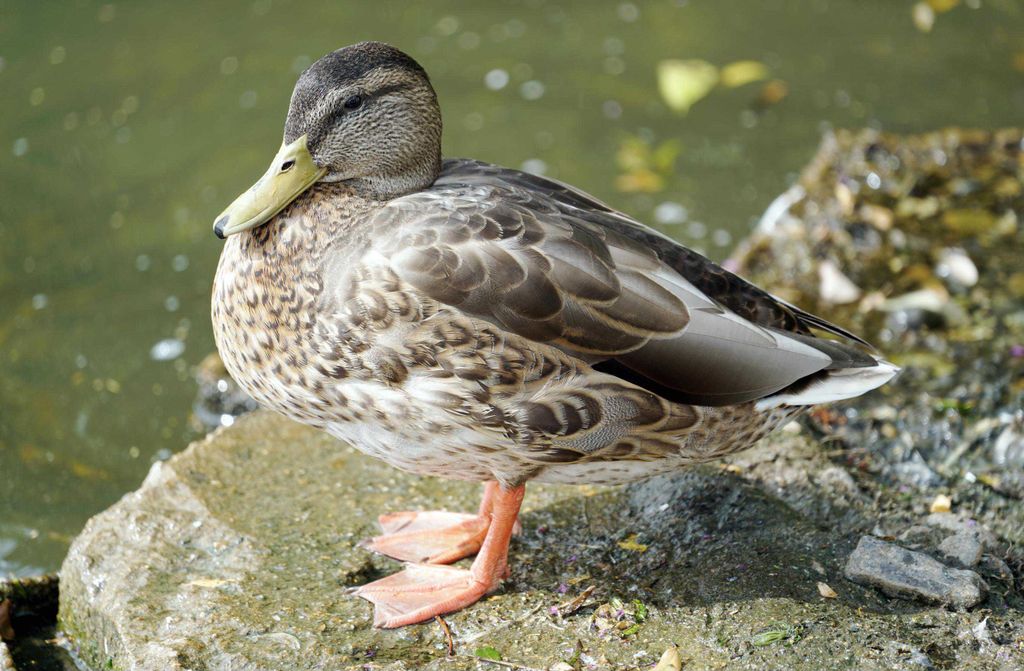 hansepuzzle 22657 - Ente Puzzle, 500 Teile, Tierwelt, 46,0 x 30,0cm mit hochwertiger Aufbewahrung, Kartonbox und wiederverschließbarem Beutel