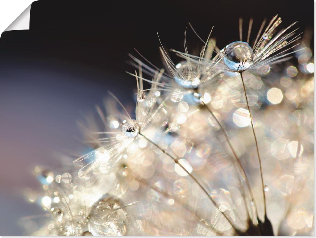 ARTland Poster Pusteblume Fantasie Größe: 60x45 cm