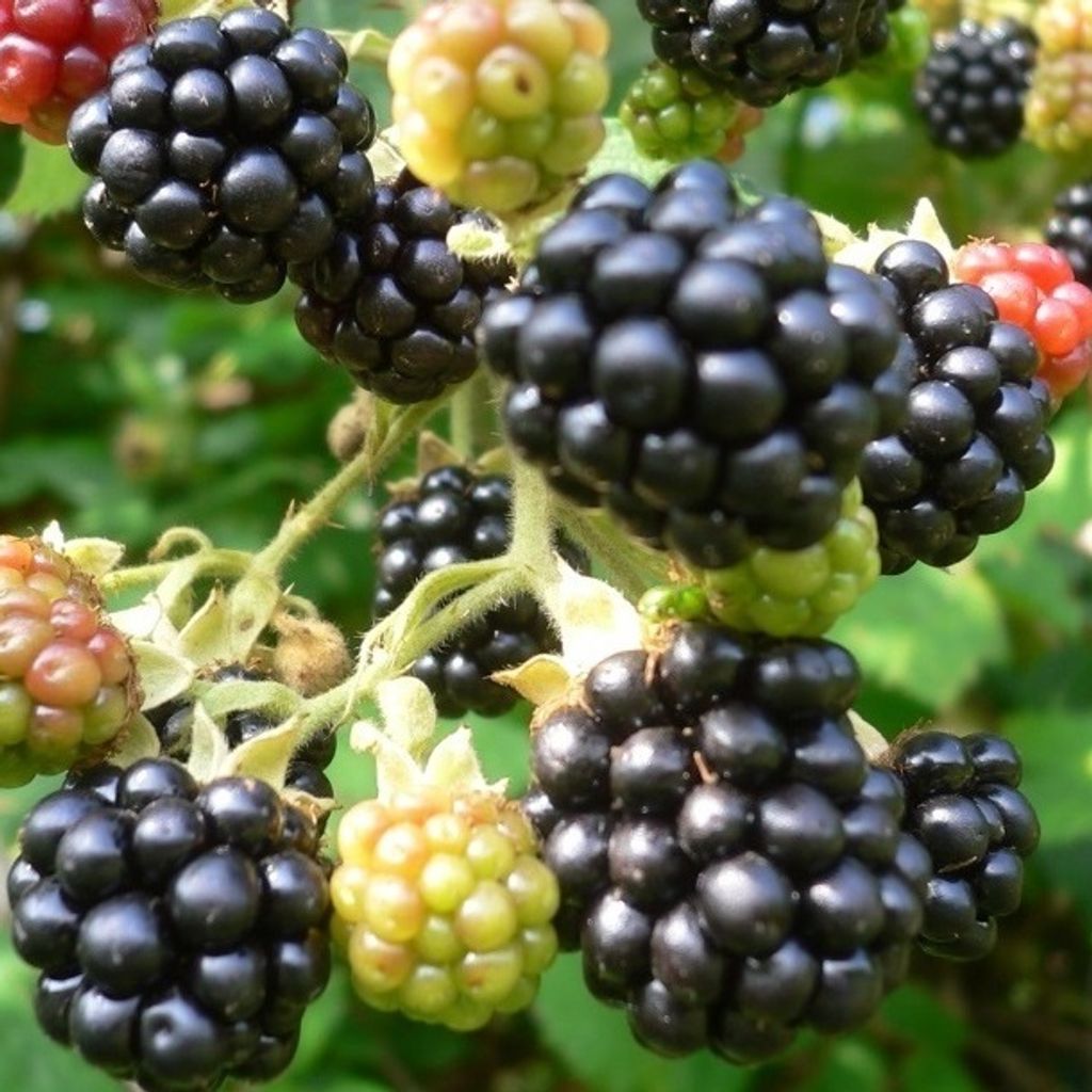 A close-up view of several ripe and unripe blackberries on a branch, with green foliage in the background.