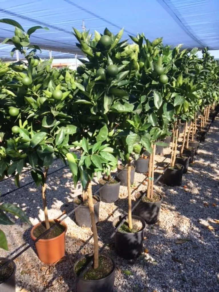 Oranger véritable pour terrasse - Citrus sinensis 140-170 cm avec fruits