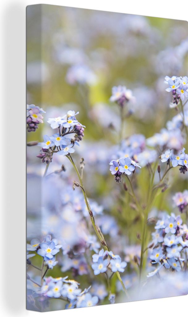 OneMillionCanvasses - Leinwandbilder - 90x140 cm, Große Gruppe von Vergissmeinnicht, Wandbilder Kunstdruck Wanddekoration - Wandschmucke - Schla...