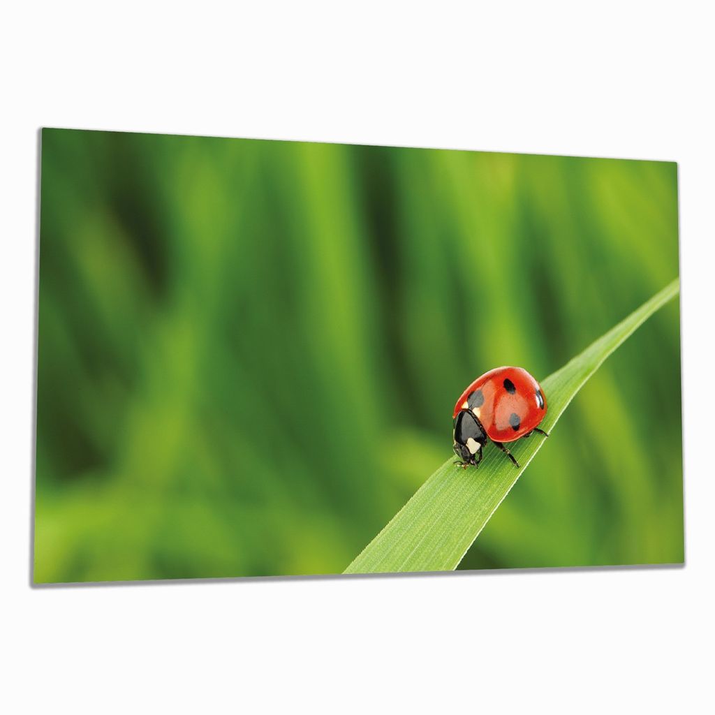 Wallario Herdabdeckplatte aus Glas, Größe 90 x 52 cm 1-teilig, Motiv Marienkäfer auf grünem Blatt