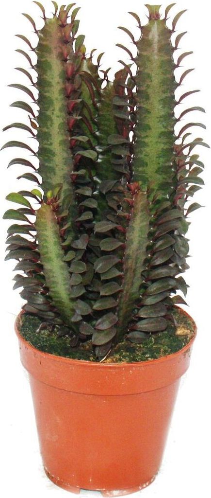 Euphorbia trigona rubra - plante de taille moyenne en pot Image du produit 