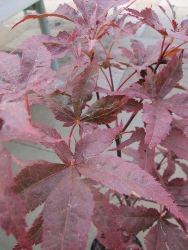 Ahorn palmatum Peve Ollie - Japanischer Fächerahorn 40-60