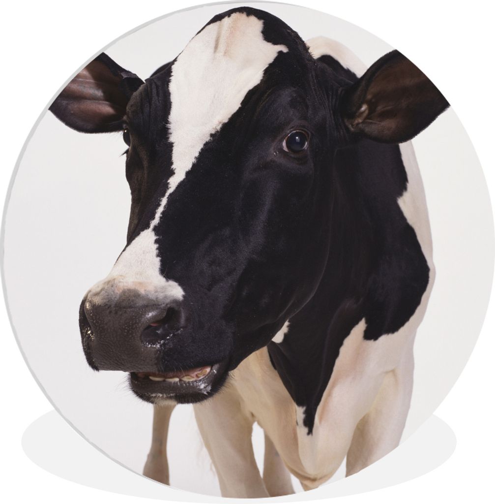 MuchoWow Rundes Wandbild - Runde Bilder Kuh - Weiß - Tiere - Schwarz Ø 30 cm Kreis Wanddekoration Kunststoff - Wandkreis - Wandschmuck - Schlaf...