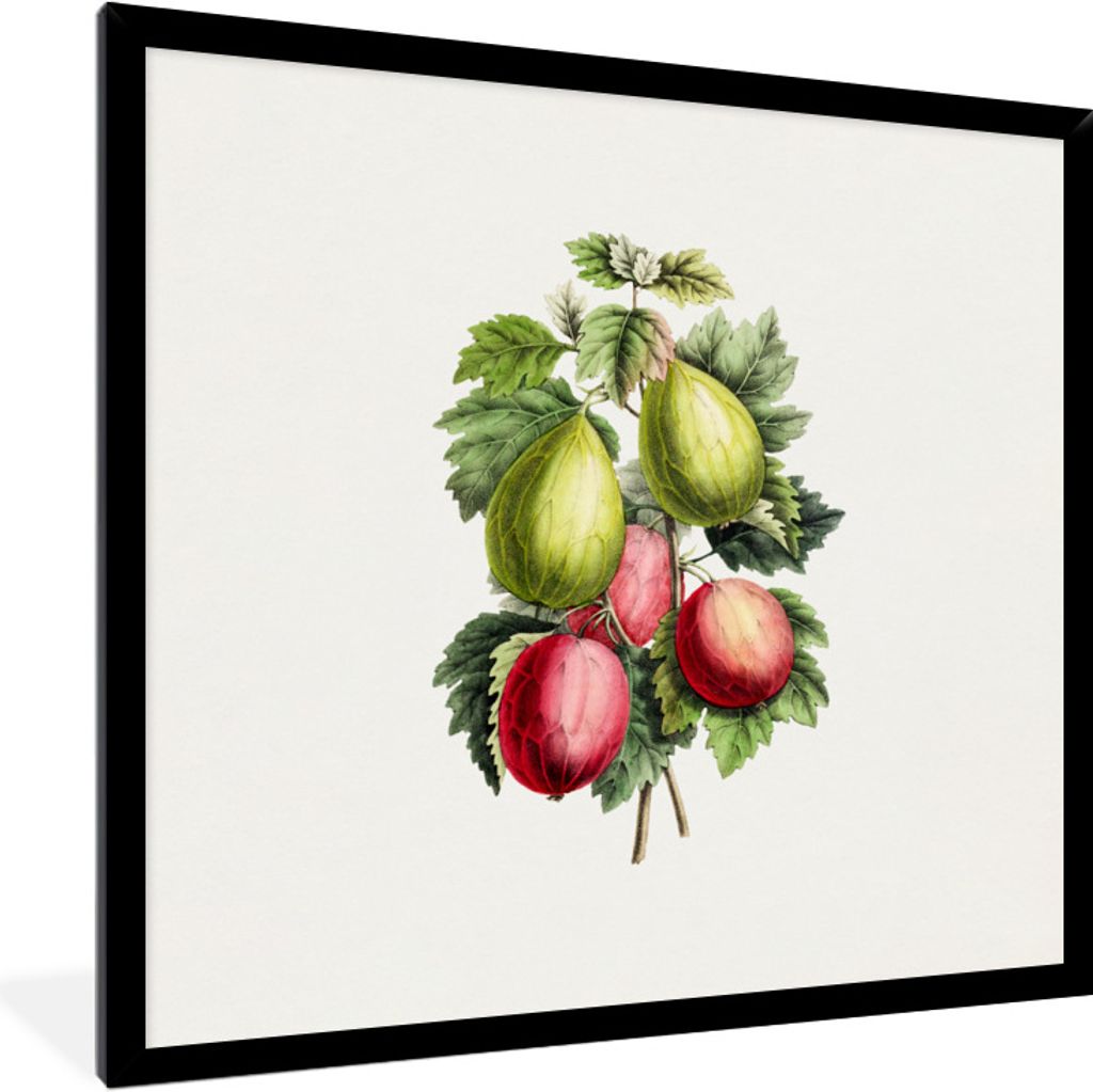 MuchoWow Gerahmtes Poster Obst - Jahrgang - Feigen 40x40 cm - Poster mit Schwarzem Bilderrahmen Wandposter Rahmen Foto Bilder - Mit Rahmen - Wand...