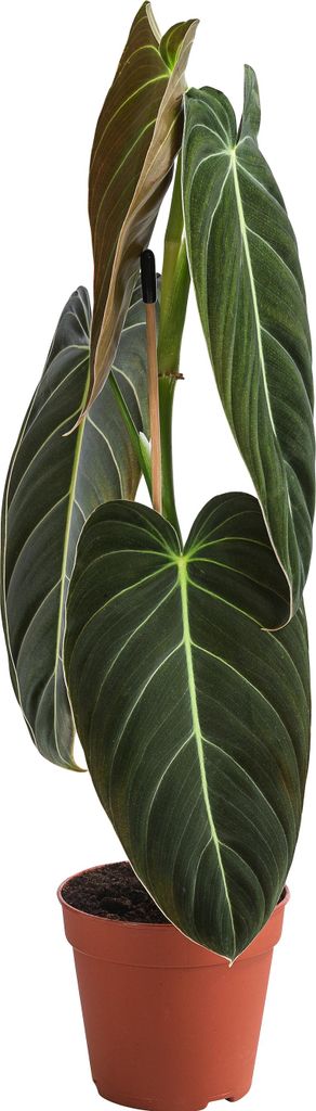 Schwarzgoldener Baumfreund - Philodendron melanochrysum Produktbild 